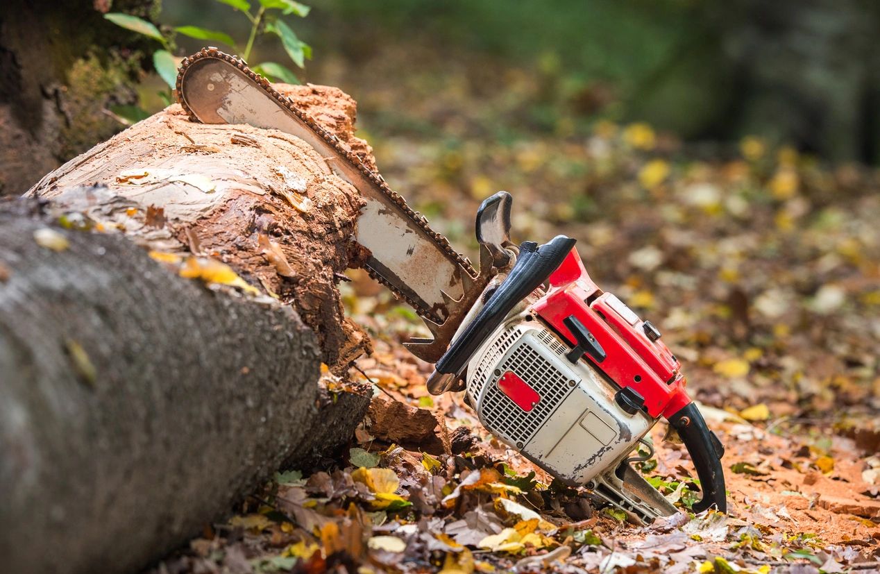 Tree Service Menifee CA