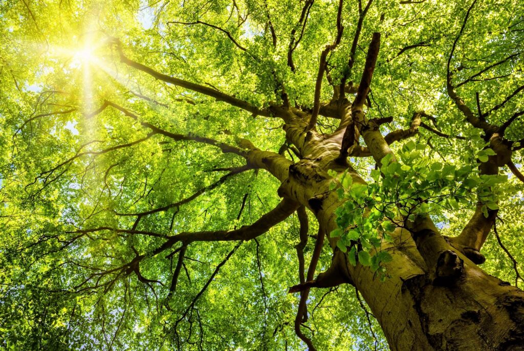 Tree Service Murrieta CA